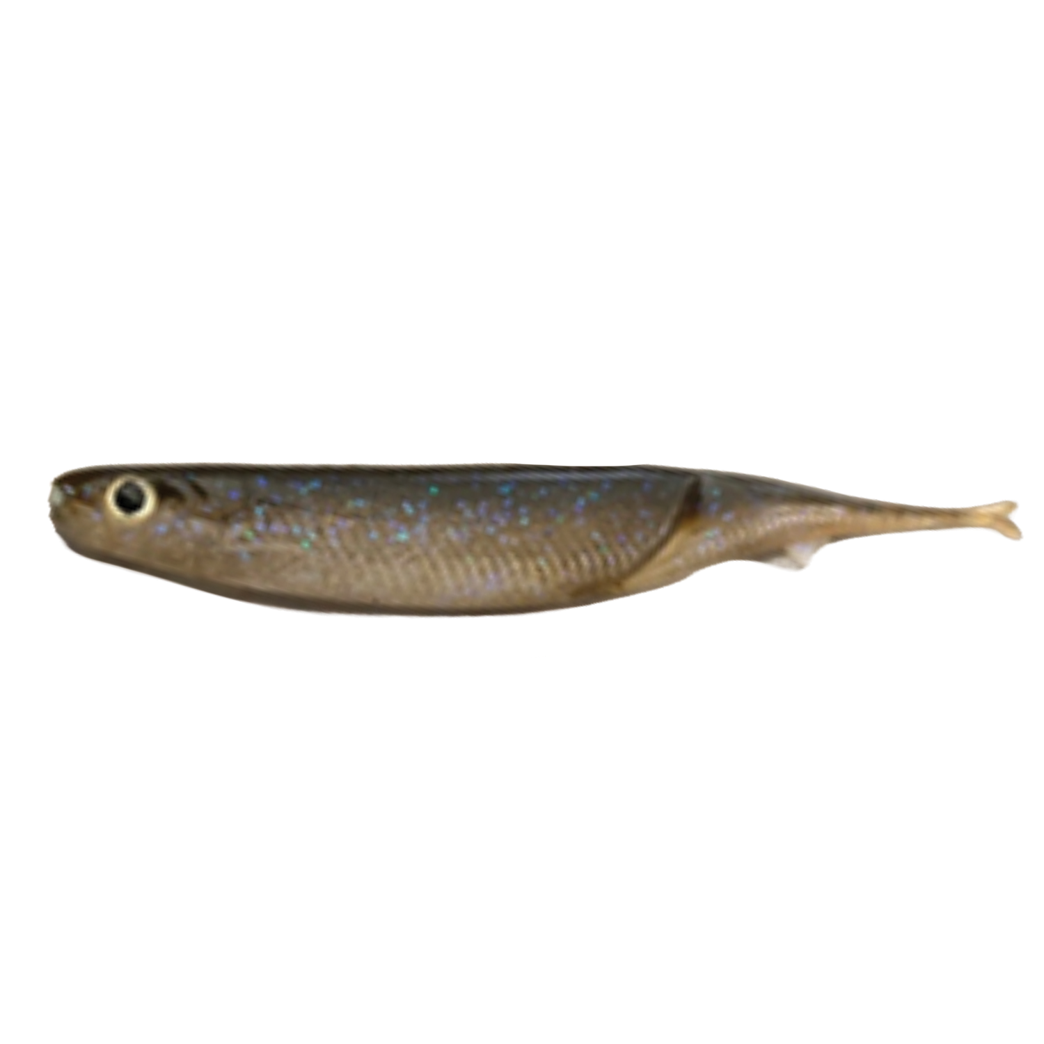Prize Sould Shad