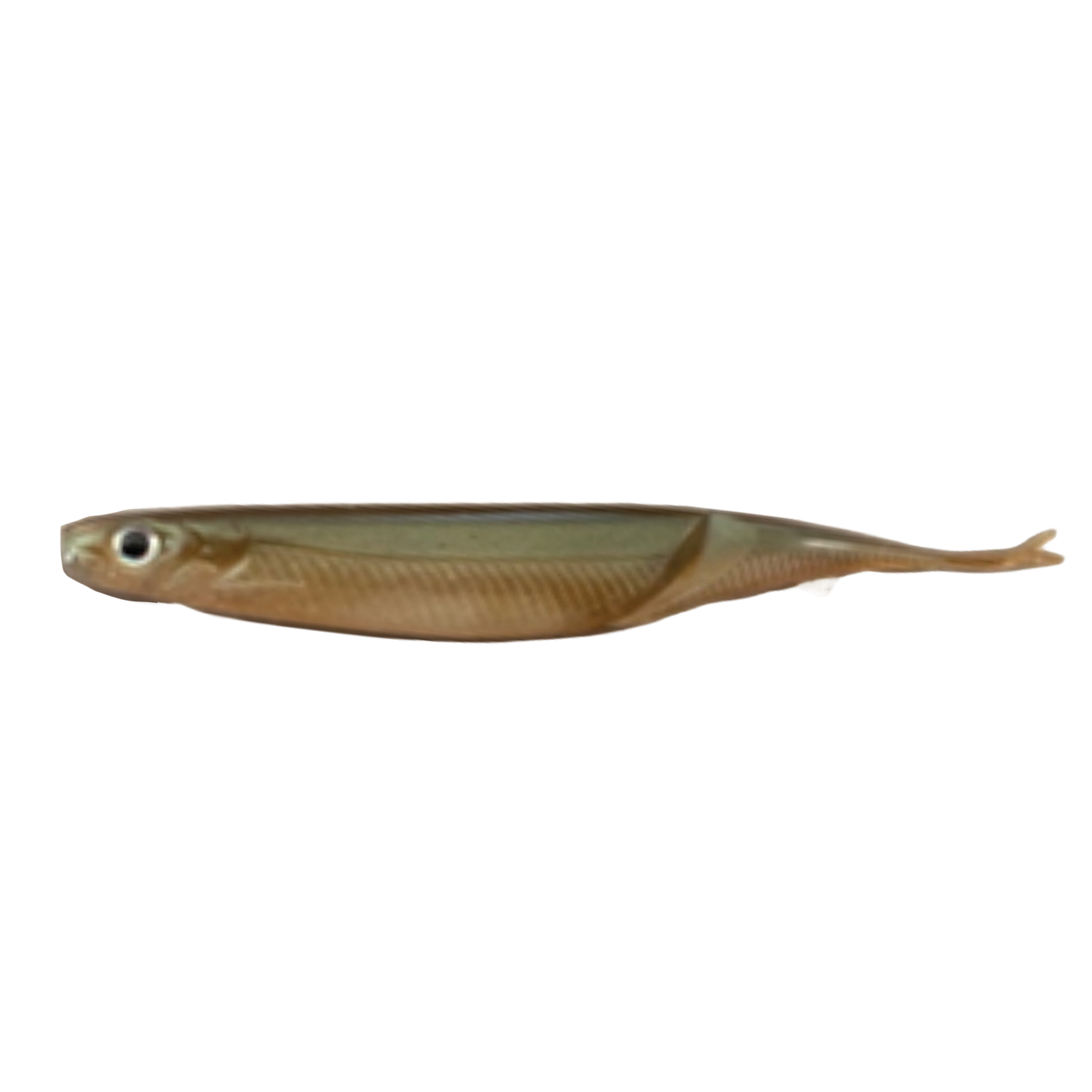 Prize Sould Shad