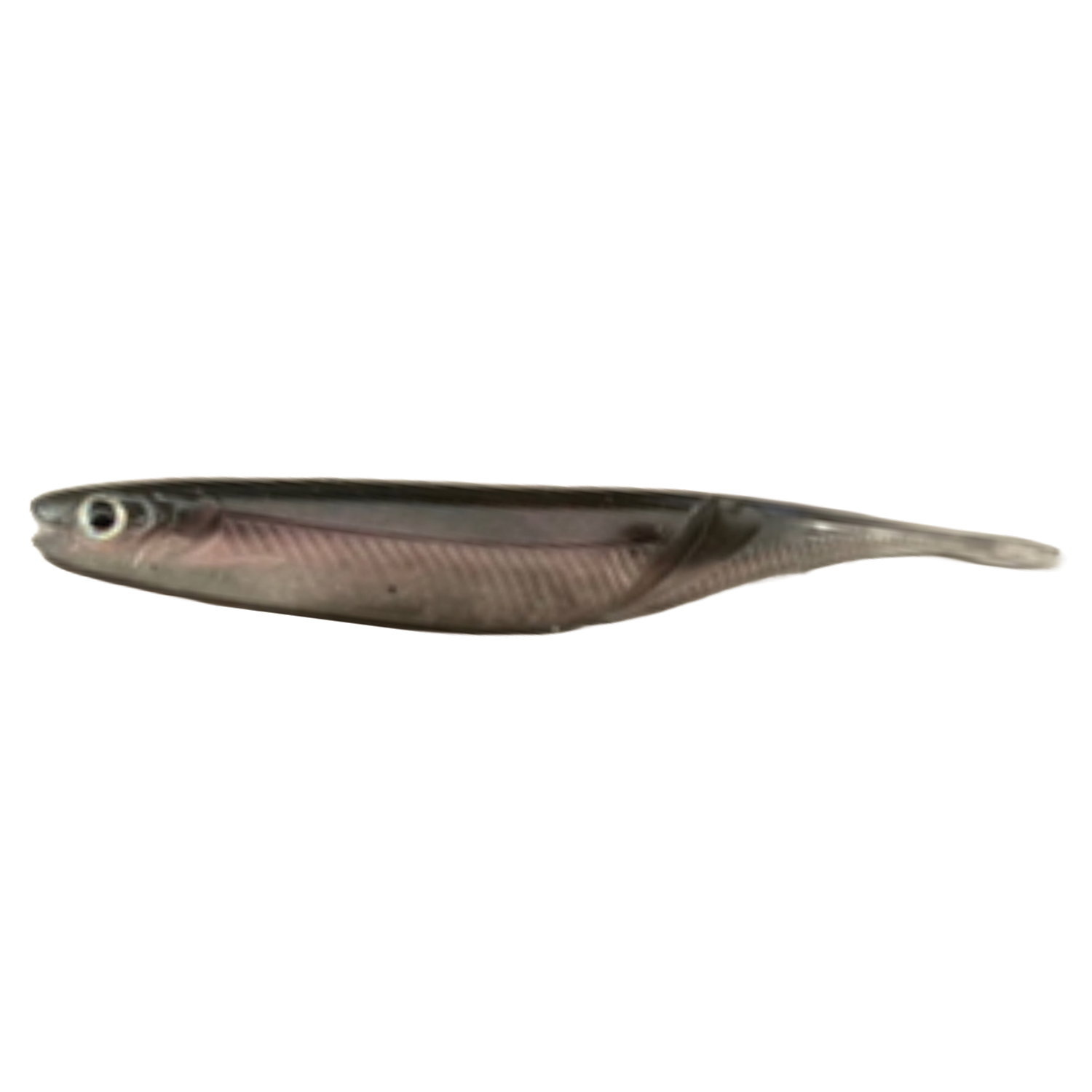 Prize Sould Shad