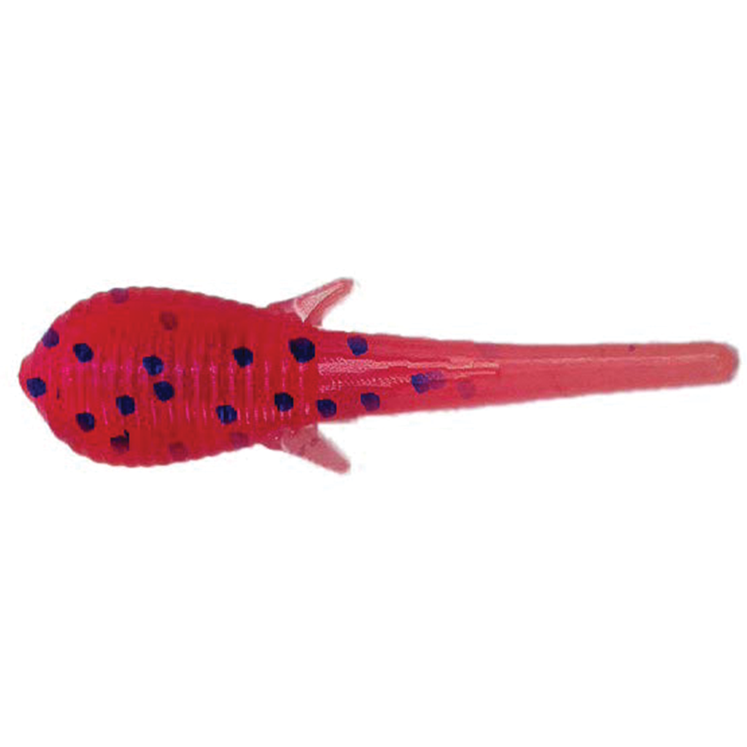 Clam Niku Soldier Fly