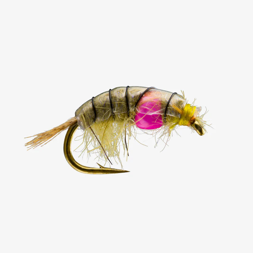 Close-up of a Midweight Scud #14 fly fishing lure with translucent olive body, pink accent, fine fibers, and detailed black ribbing designed for freshwater fishing tackle.