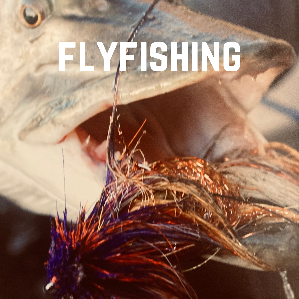 close up of glider fly in musky mouth. Title is Flyfishing