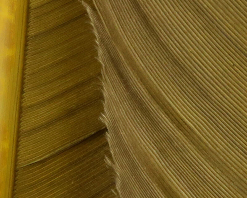 Hareline Turkey Biot Quill