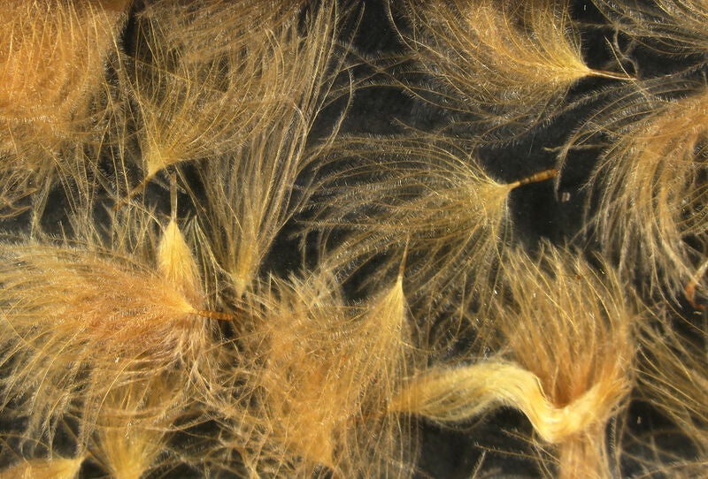 Close-up view of delicate, light tan and golden feather-like material used in Hareline CDC Oiler Puffs for fly fishing tackle and lure crafting.