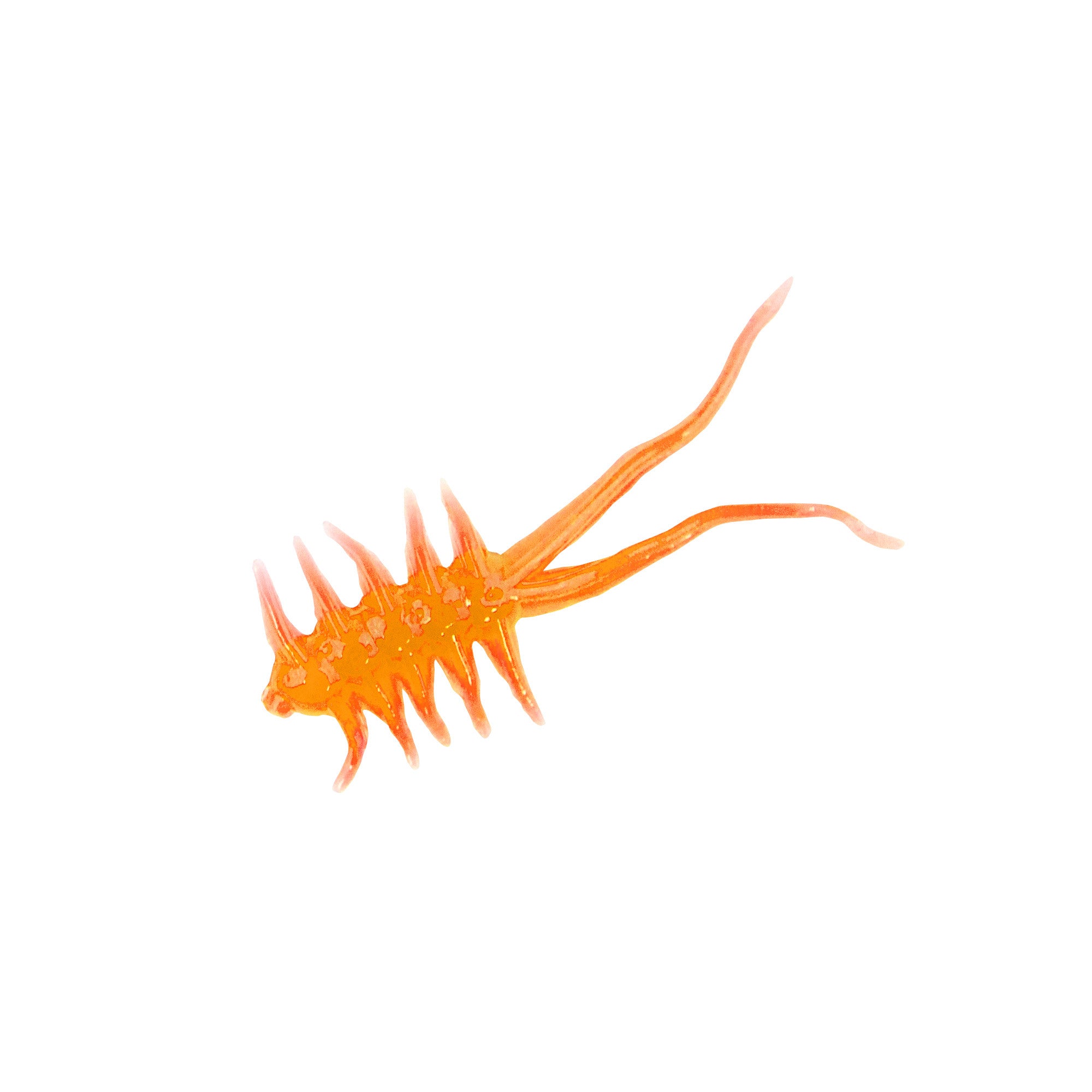 Clam Jamei XL (7345050241)