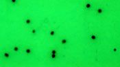 Skirts Plus Standard Glitter (10 Pack)