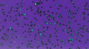 Skirts Plus Standard Glitter (10 Pack)