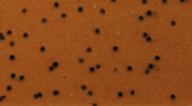 Skirts Plus Standard Glitter (10 Pack)