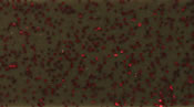 Skirts Plus Standard Glitter (10 Pack)