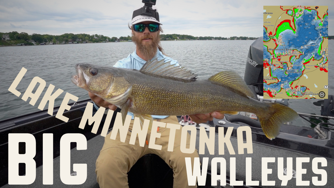Lake Minnetonka Big Walleyes