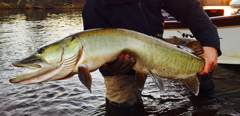 Bob White - Musky Madness