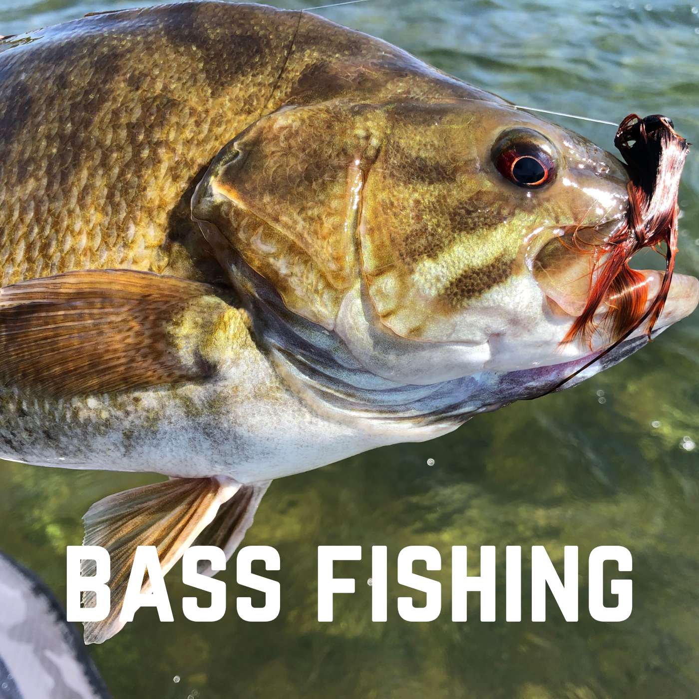 bass fishing lure websites 4" WE Elite Shiner Assassin Lures, Inc Northland Fishing Tackle