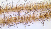 Lively Legs Crustacean Brush