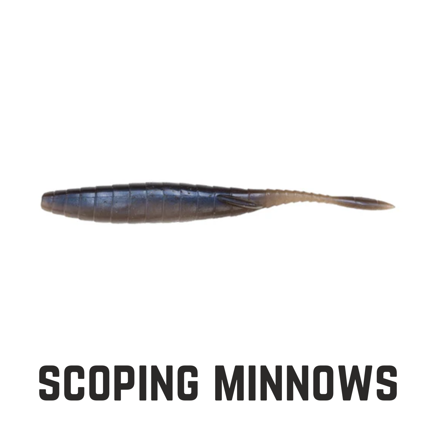 blue grey translucent minnow with text overlay scoping minnows