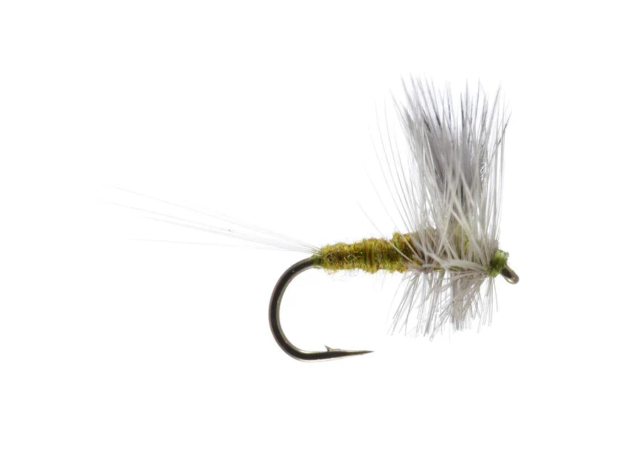 Close-up of a Thorax BWO fly fishing lure with olive-green thread body, delicate white feather wings, and a sharp curved hook designed for fly fishing tackle.