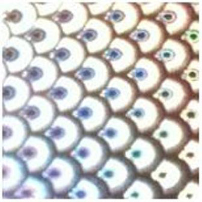 WTP Lure Tape-Large Scales (3 Pack)