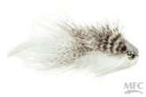 MFC Galloups's Bangtail