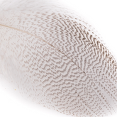 Wapsi Mallard Barred Flank