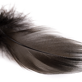 Wapsi Mallard Barred Flank